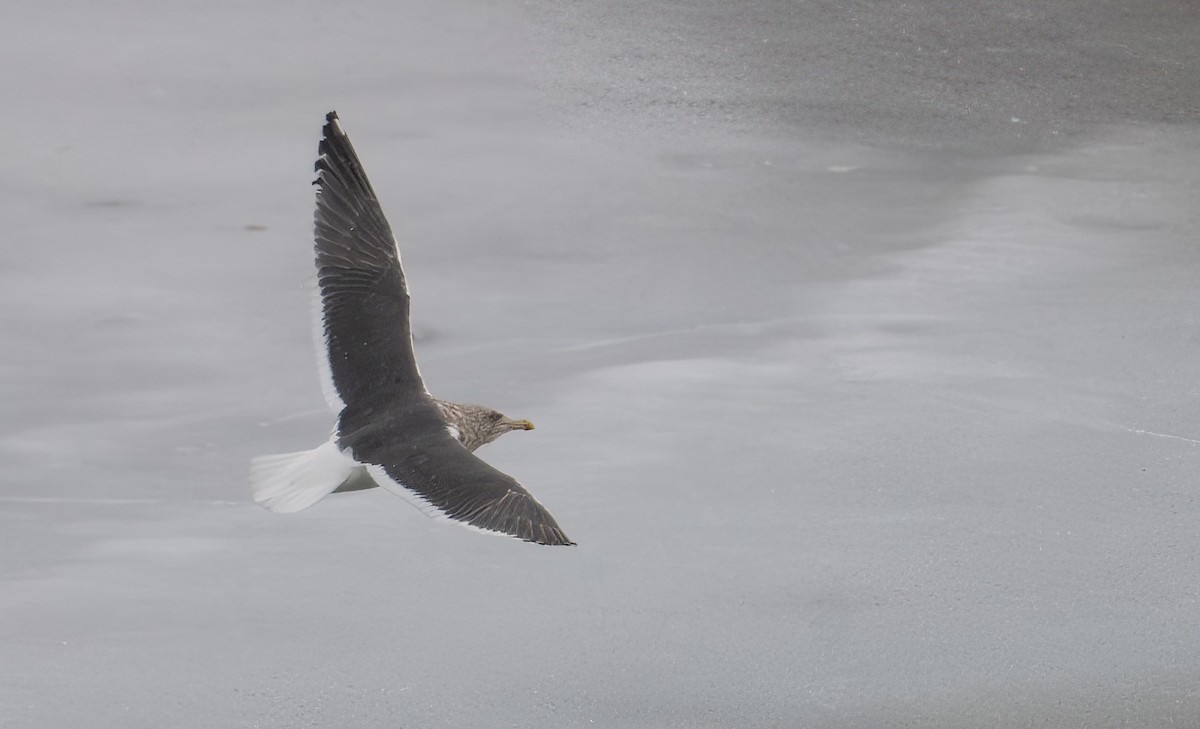 Slaty-backed Gull - ML628492590