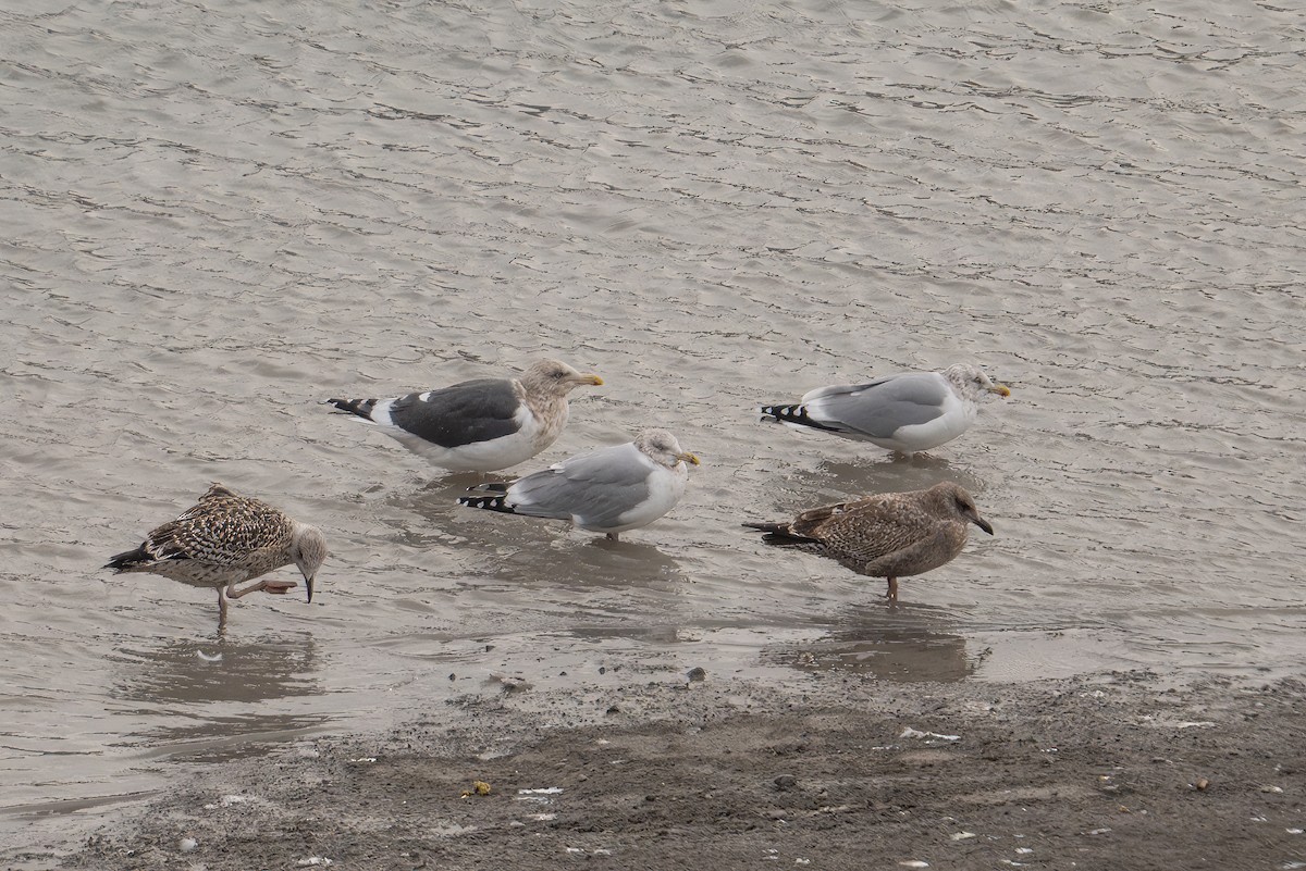 Slaty-backed Gull - ML628492591