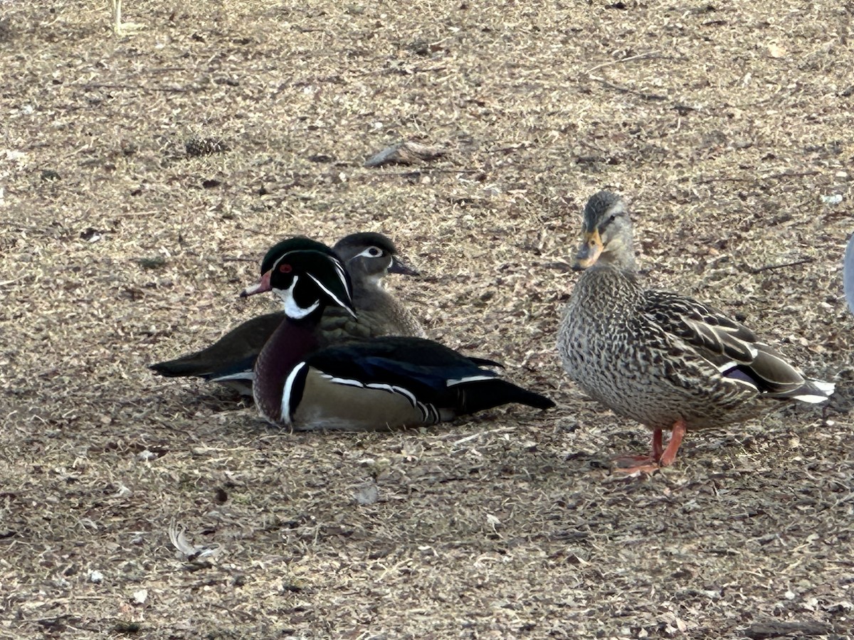 Wood Duck - ML628492700