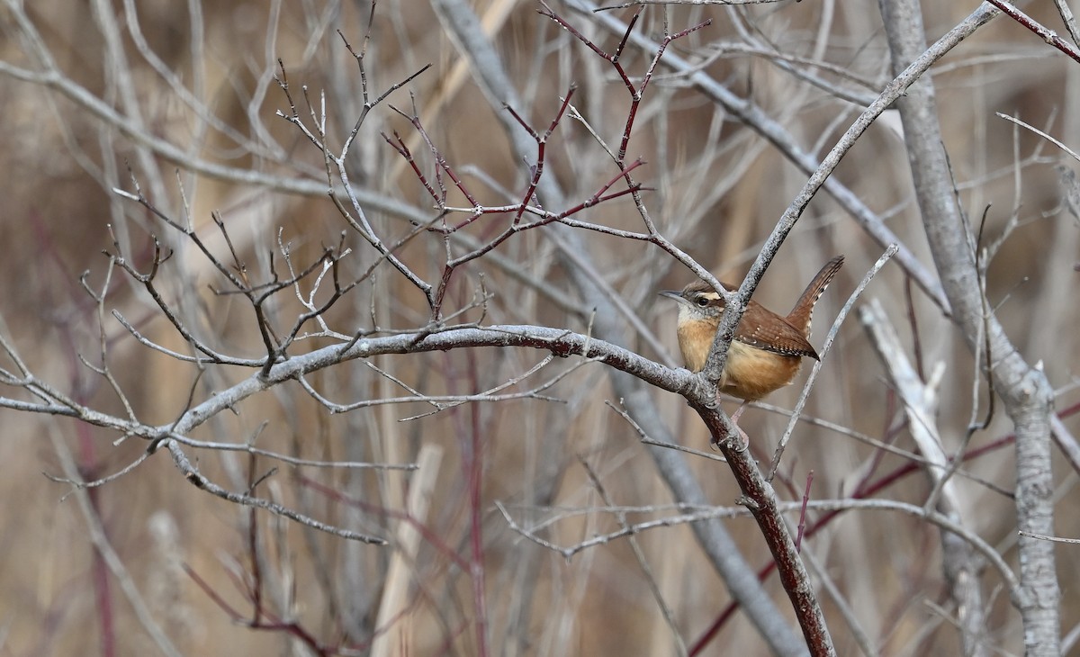 Carolina Wren - ML628492715