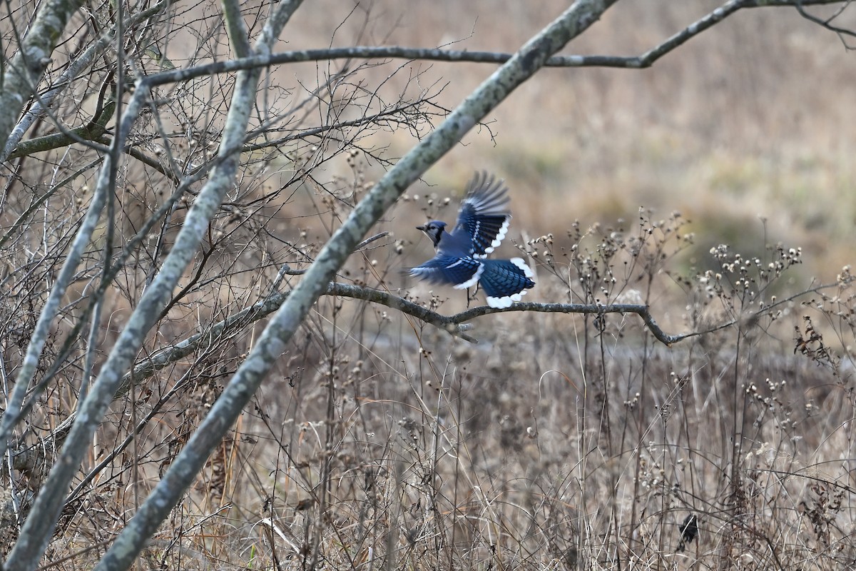 Blue Jay - ML628492730
