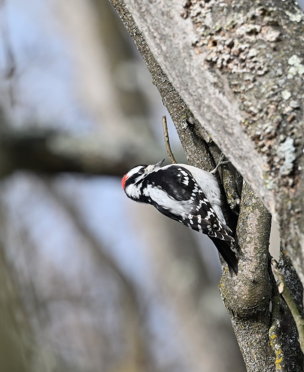 Downy Woodpecker - ML628492777
