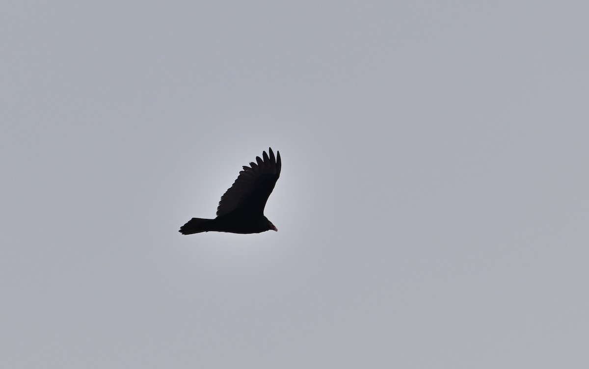 Turkey Vulture - ML628492818