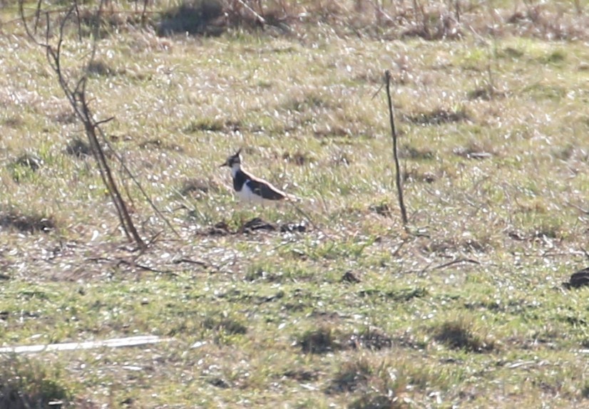 Northern Lapwing - ML628492899