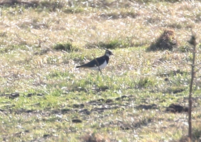 Northern Lapwing - ML628492900