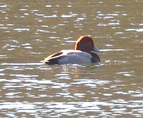 Redhead - ML628493050