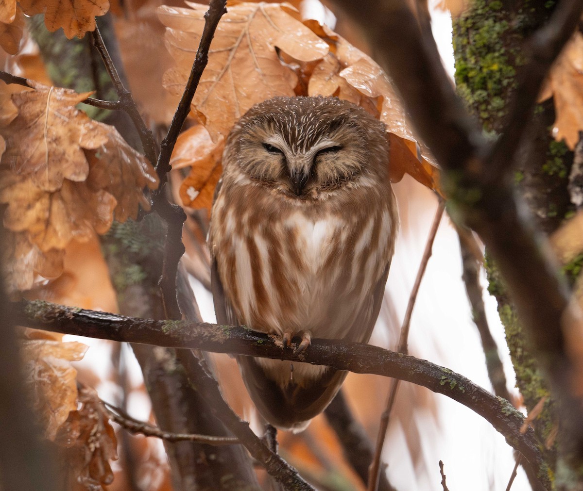 Northern Saw-whet Owl - ML628493063