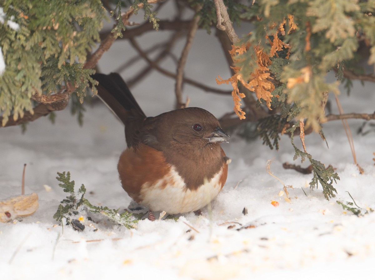 Eastern Towhee - ML628493147