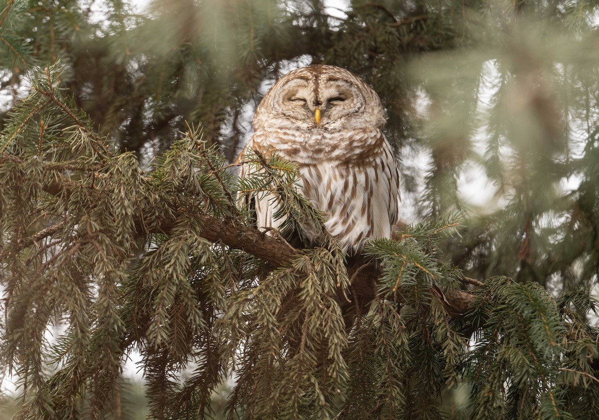 Barred Owl - ML628493192