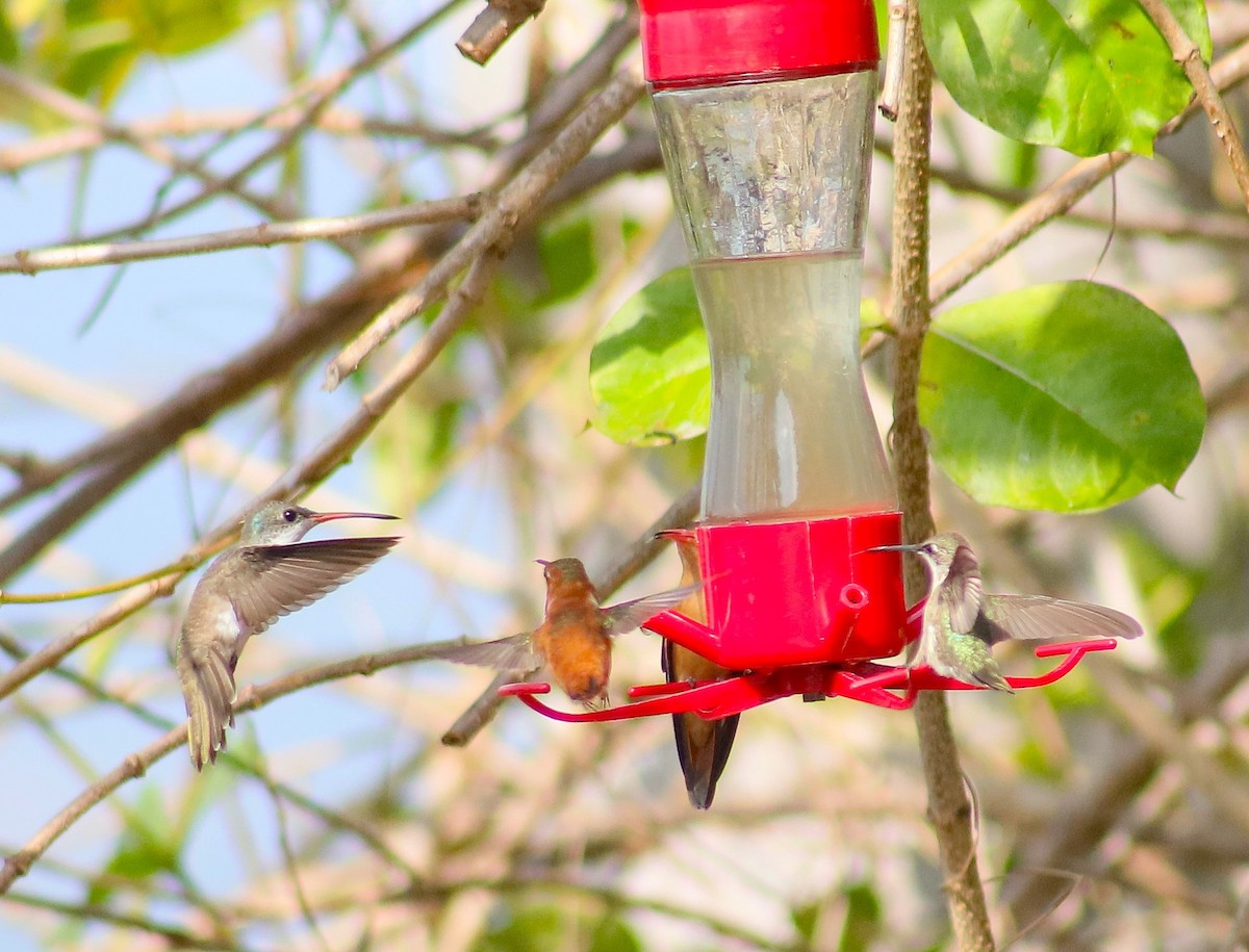 Violet-crowned Hummingbird - ML628493301