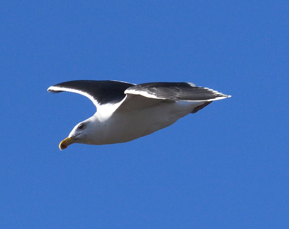 Great Black-backed Gull - ML628493307
