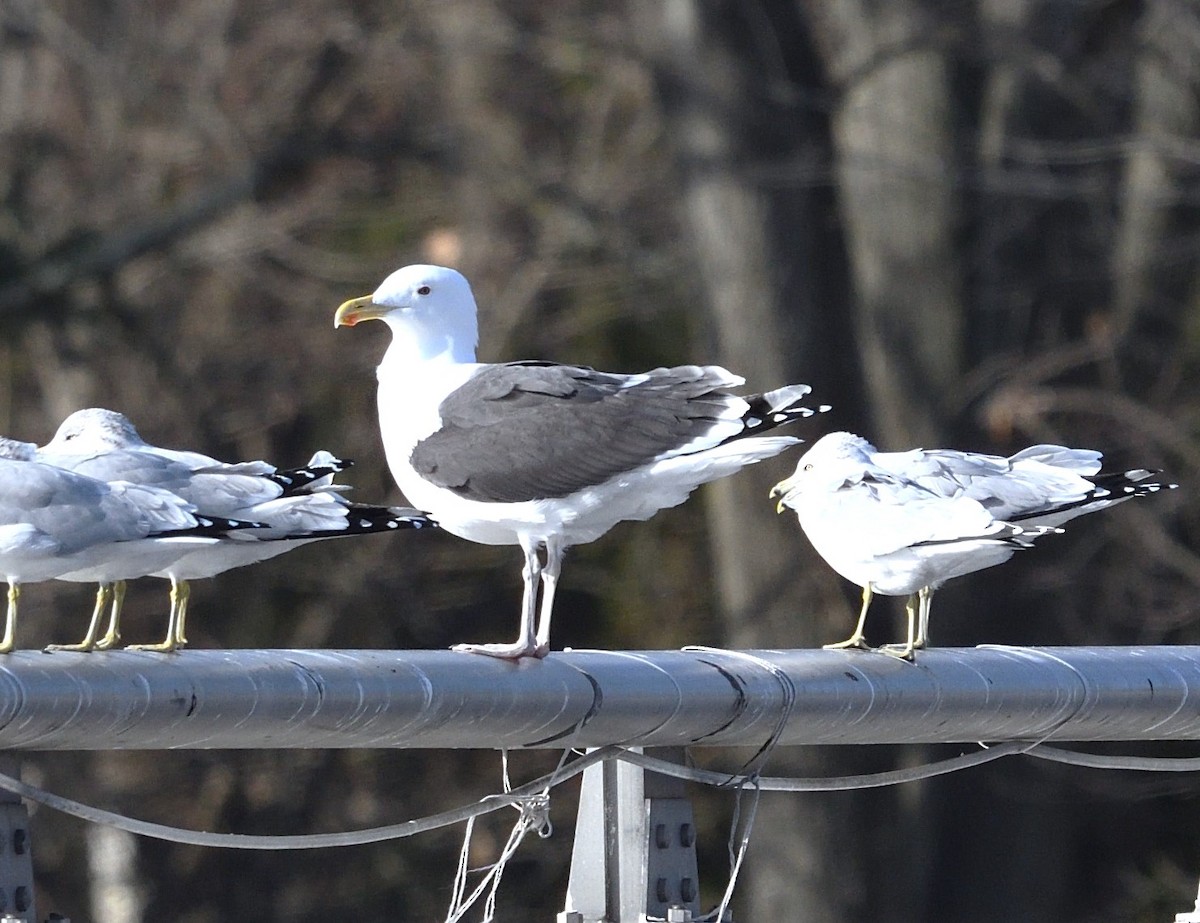 Great Black-backed Gull - ML628493308