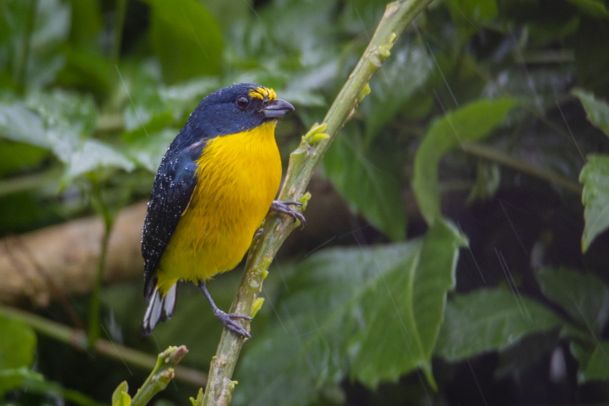 Yellow-throated Euphonia - ML628493323