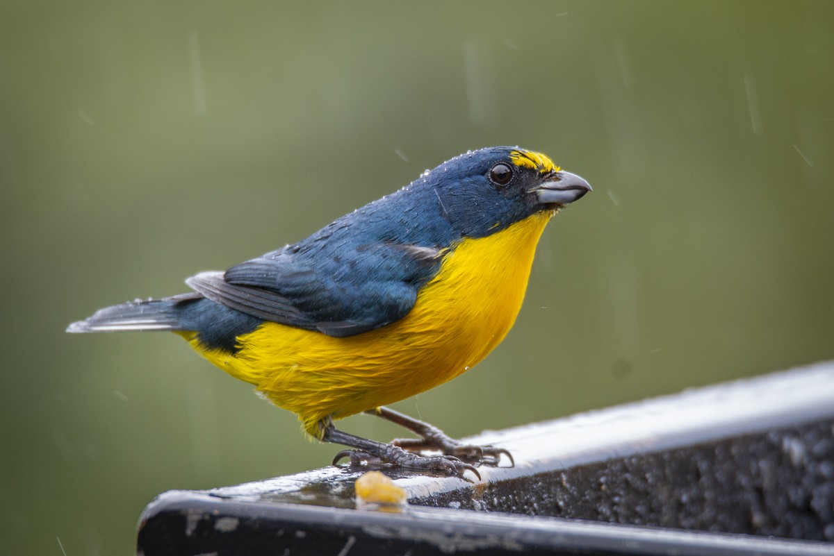 Yellow-throated Euphonia - ML628493324