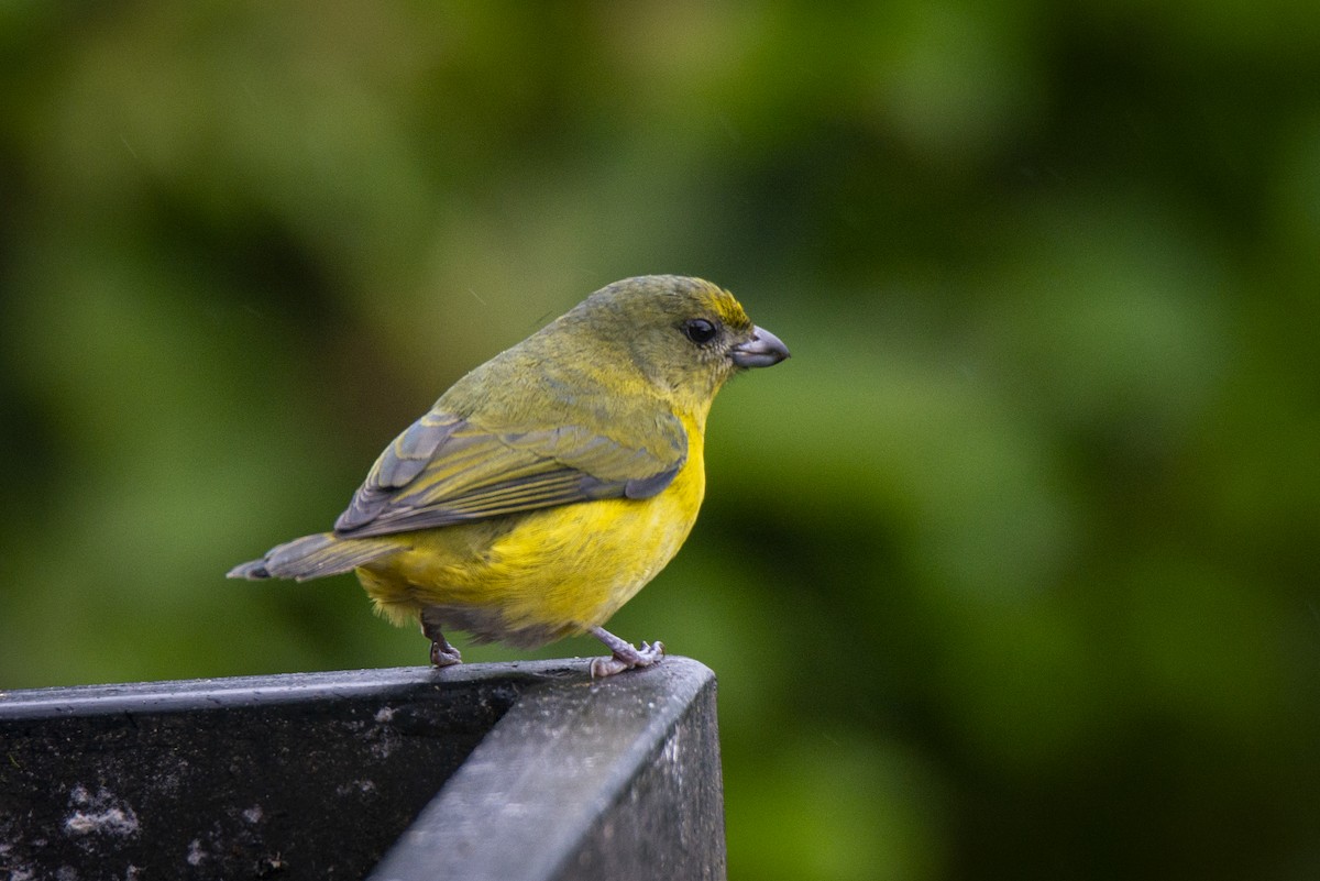 Yellow-throated Euphonia - ML628493325