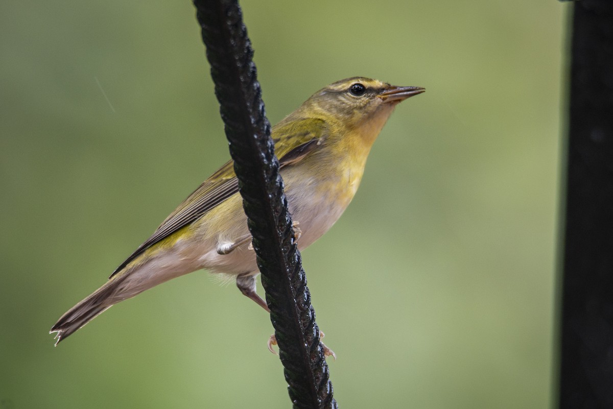 Tennessee Warbler - ML628493334