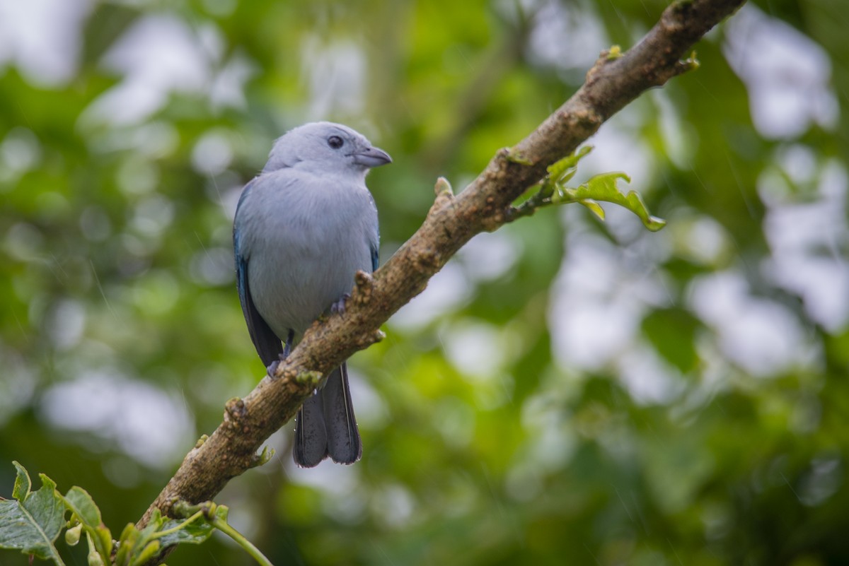 Blue-gray Tanager - ML628493338