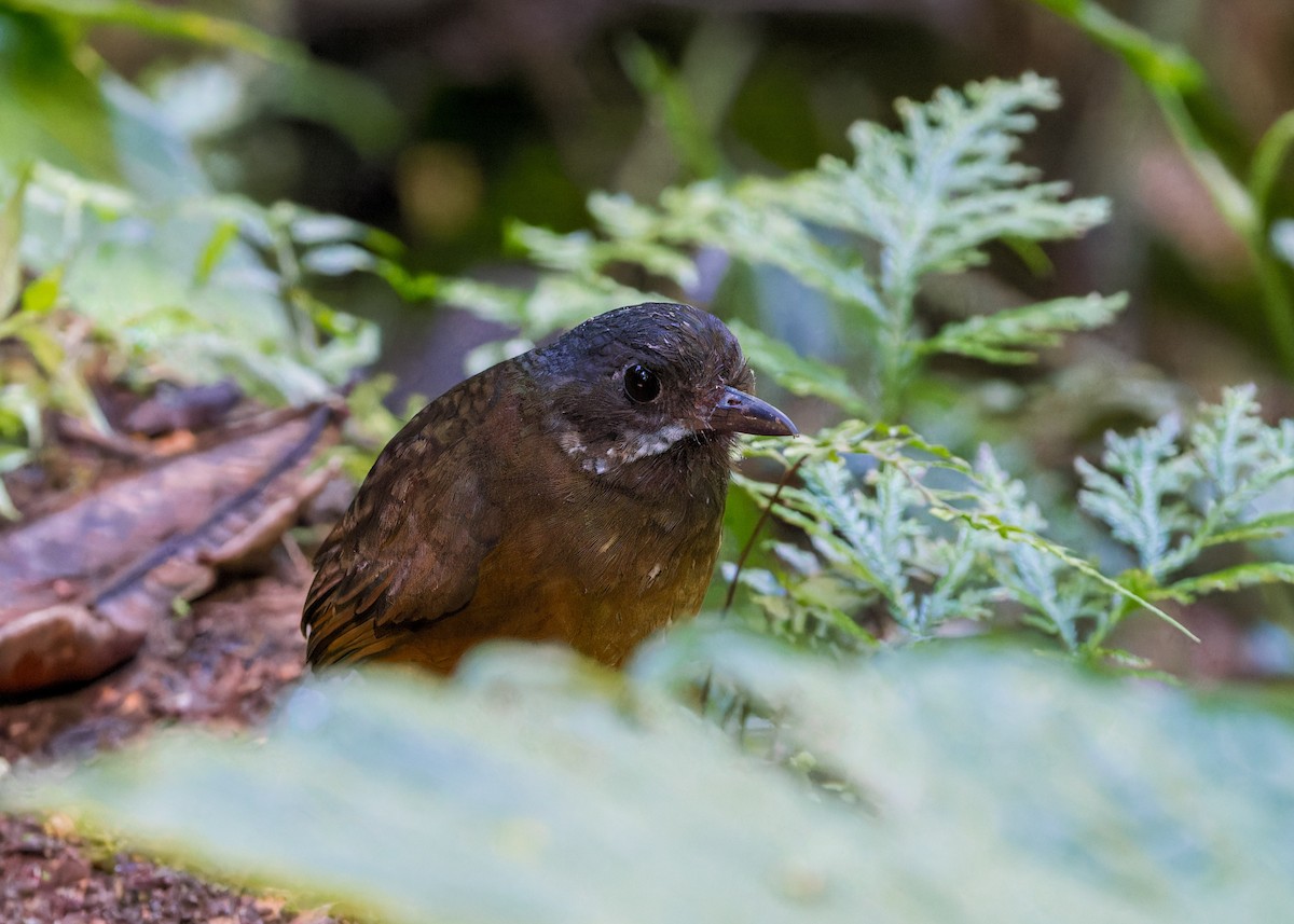 Moustached Antpitta - ML628493395