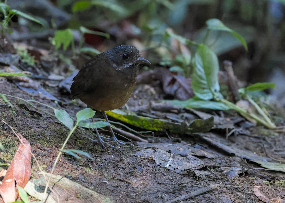 Moustached Antpitta - ML628493396