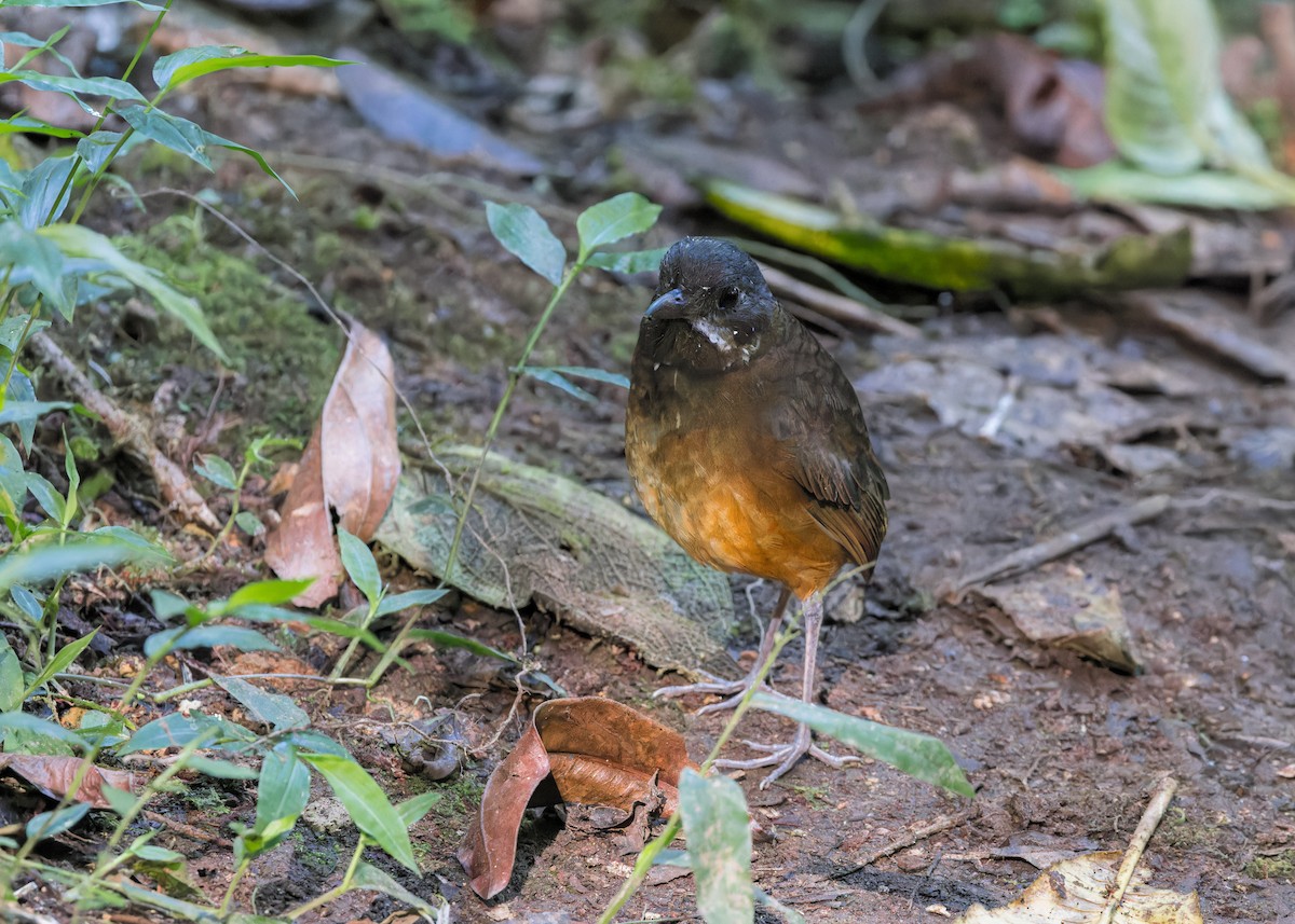 Moustached Antpitta - ML628493407