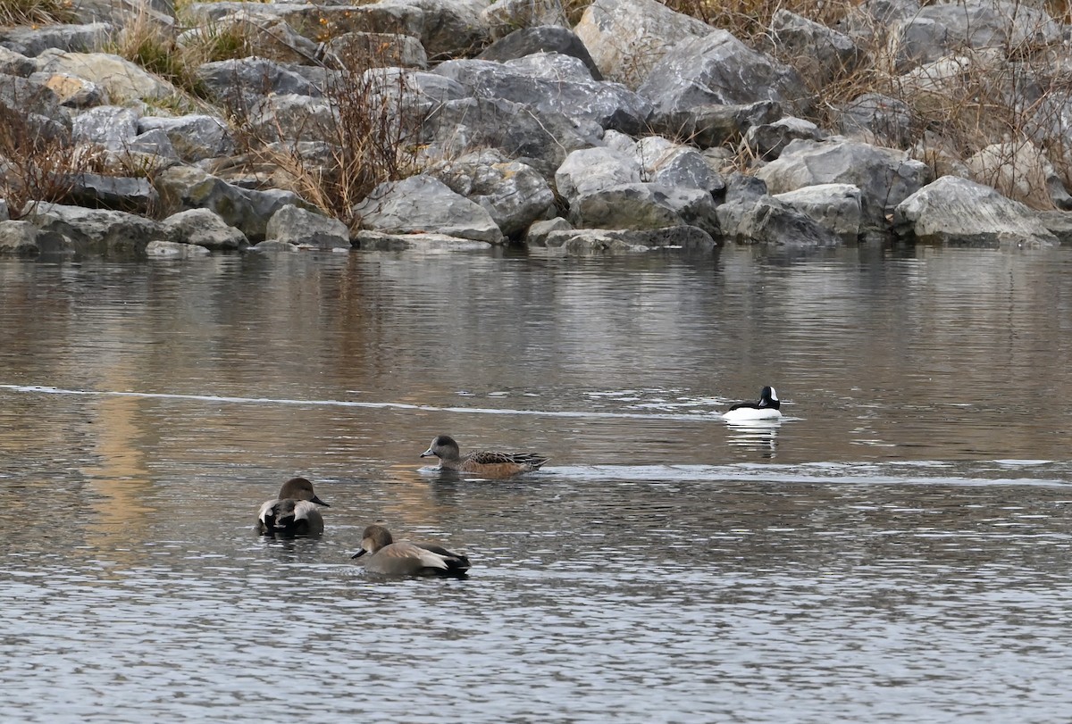 Bufflehead - ML628493445
