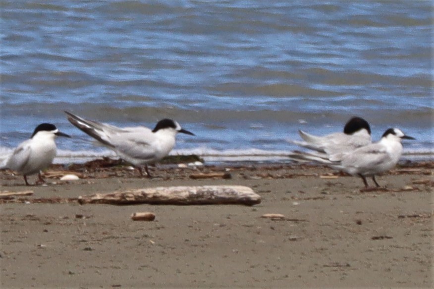 Common Tern - ML628493640