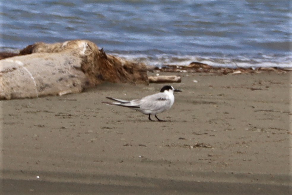 Common Tern - ML628493641