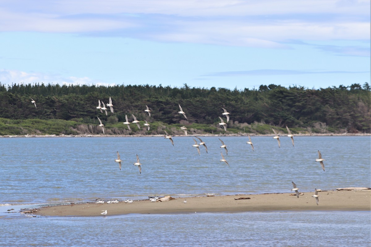 Bar-tailed Godwit - ML628493785