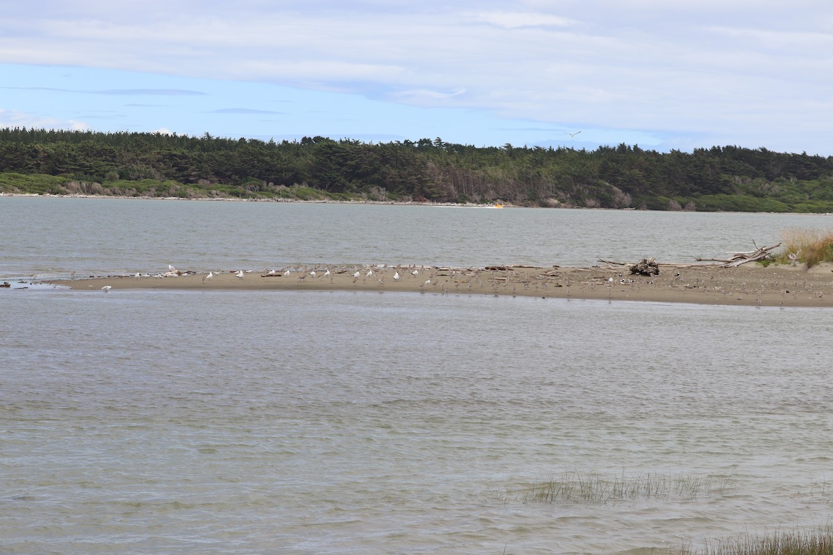 Bar-tailed Godwit - ML628493849