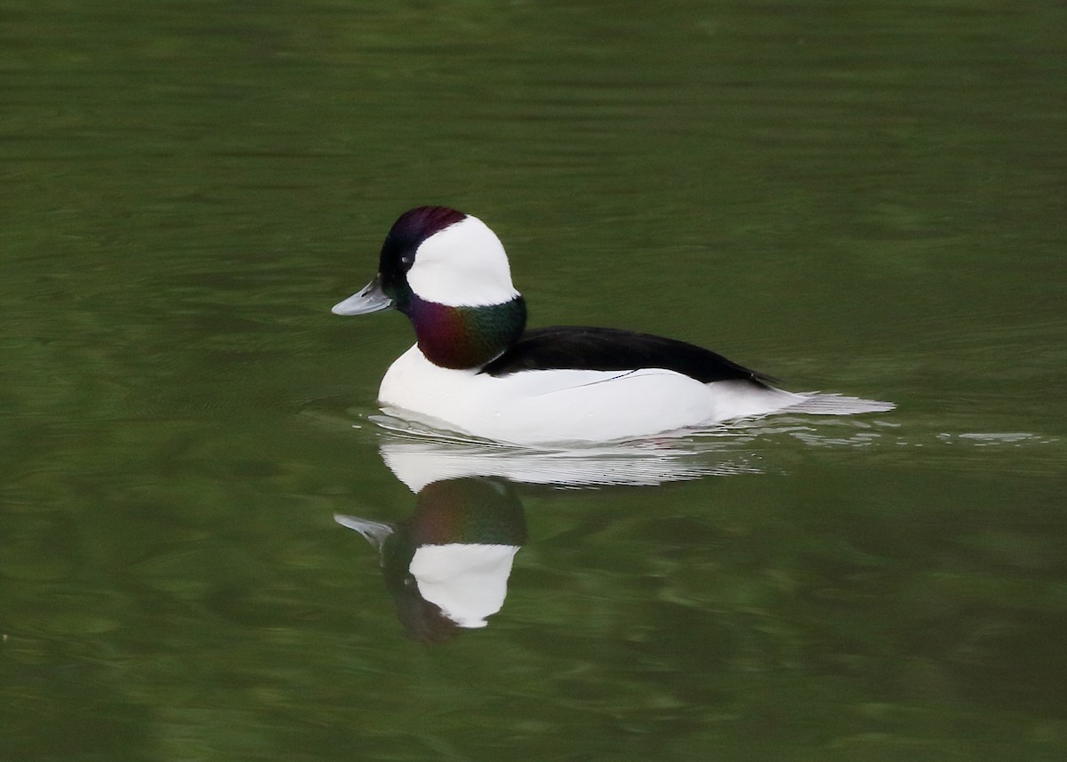 Bufflehead - ML628493866