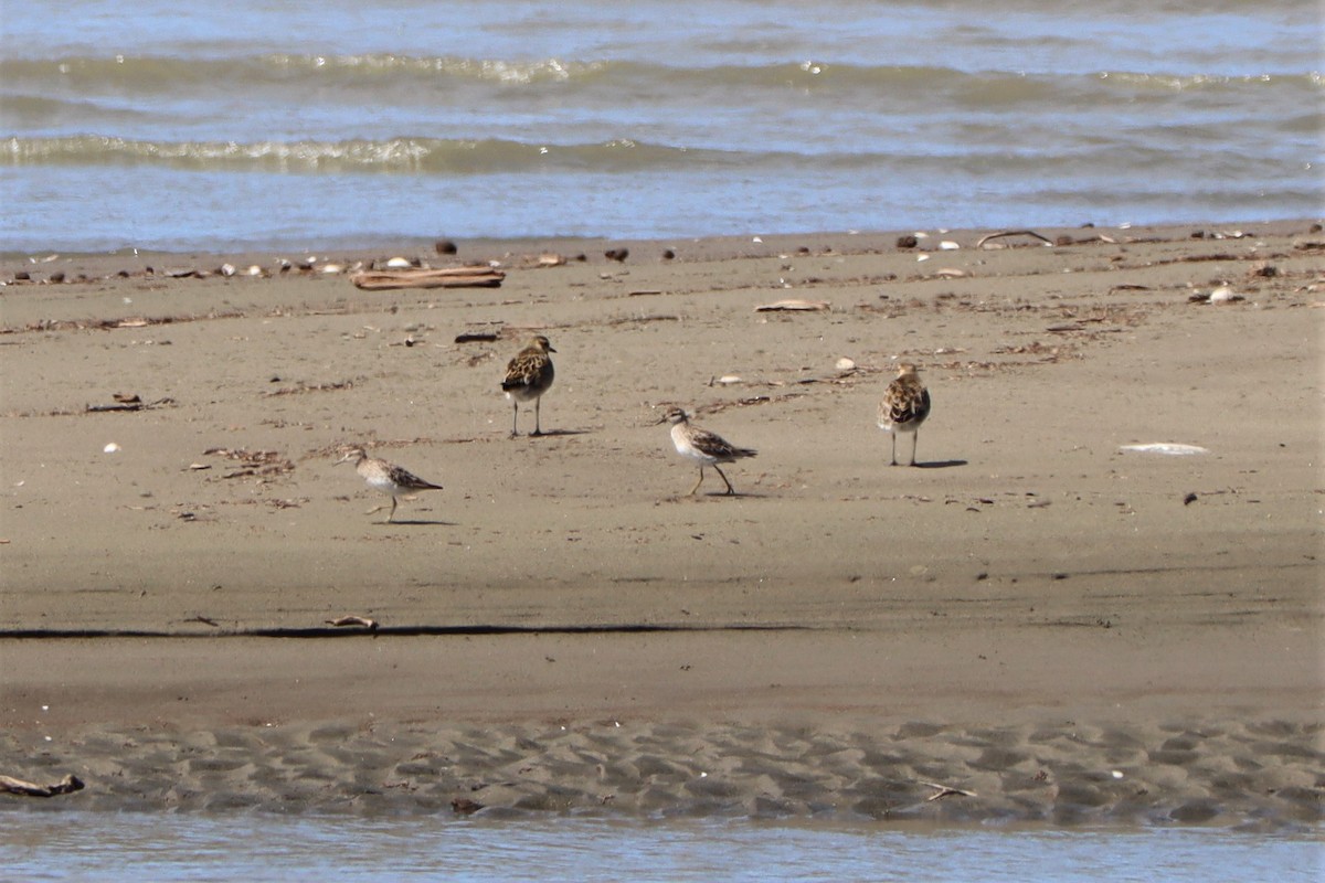 Sharp-tailed Sandpiper - ML628493883