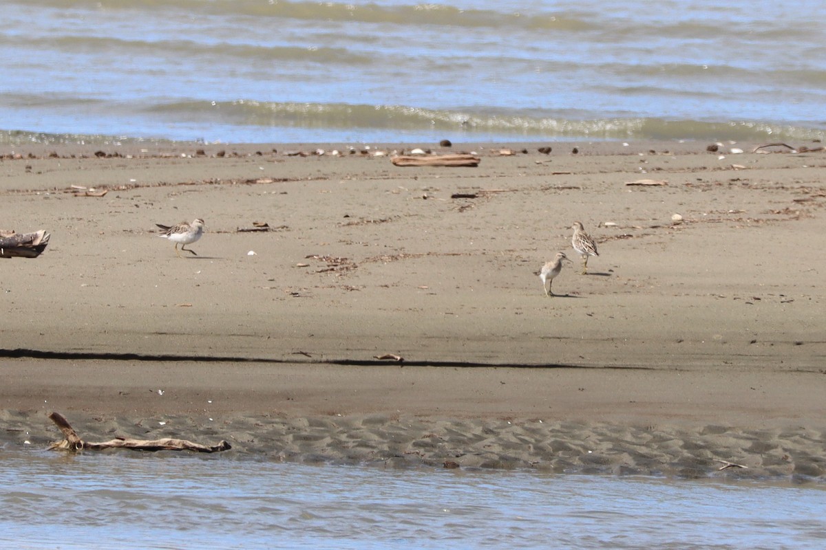 Sharp-tailed Sandpiper - ML628493884