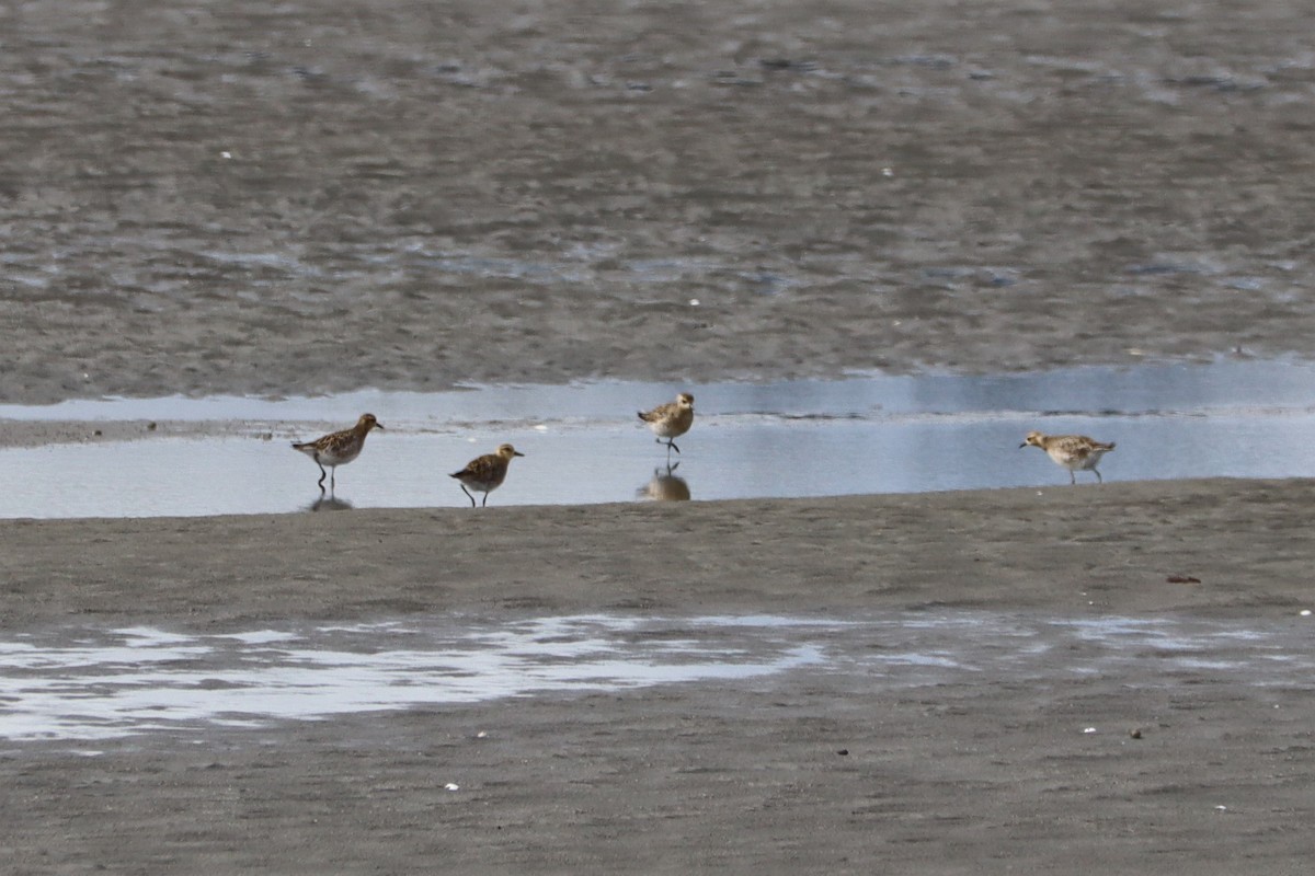 Pacific Golden-Plover - ML628493937