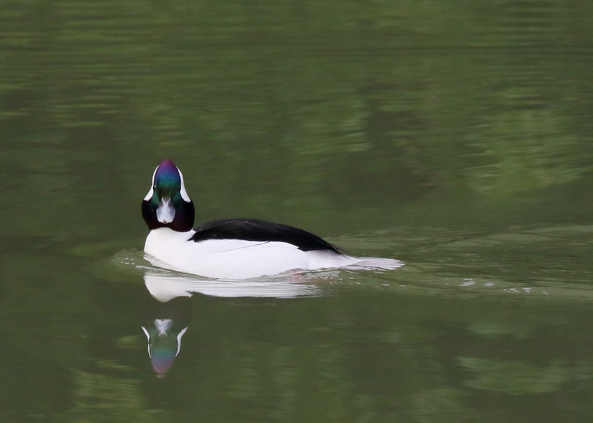 Bufflehead - ML628493960