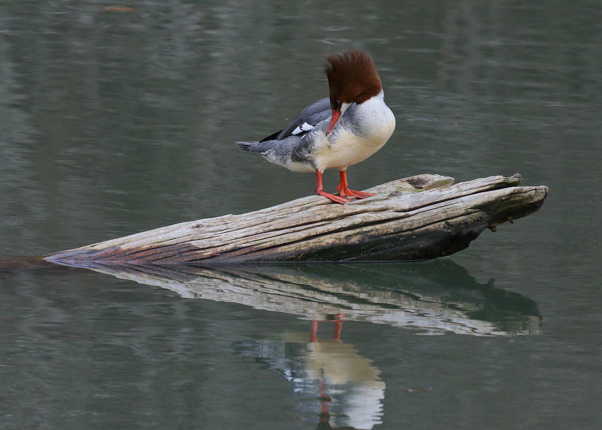 Common Merganser - ML628494025