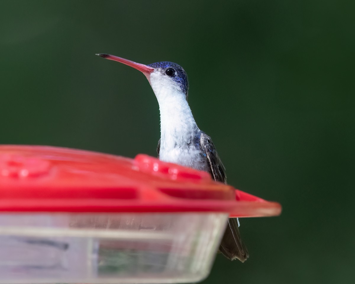 Violet-crowned Hummingbird - ML628494105