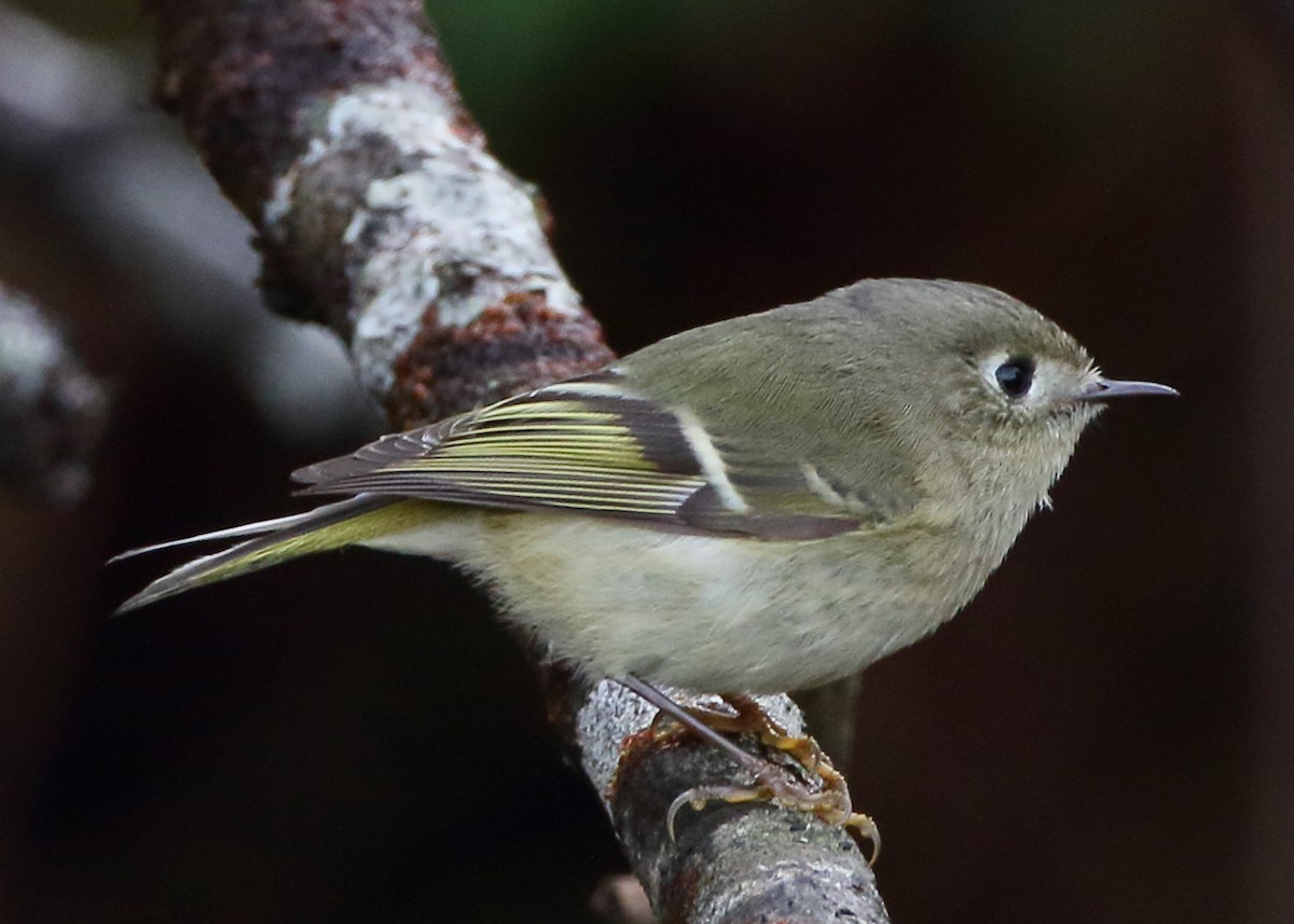 Ruby-crowned Kinglet - ML628494134