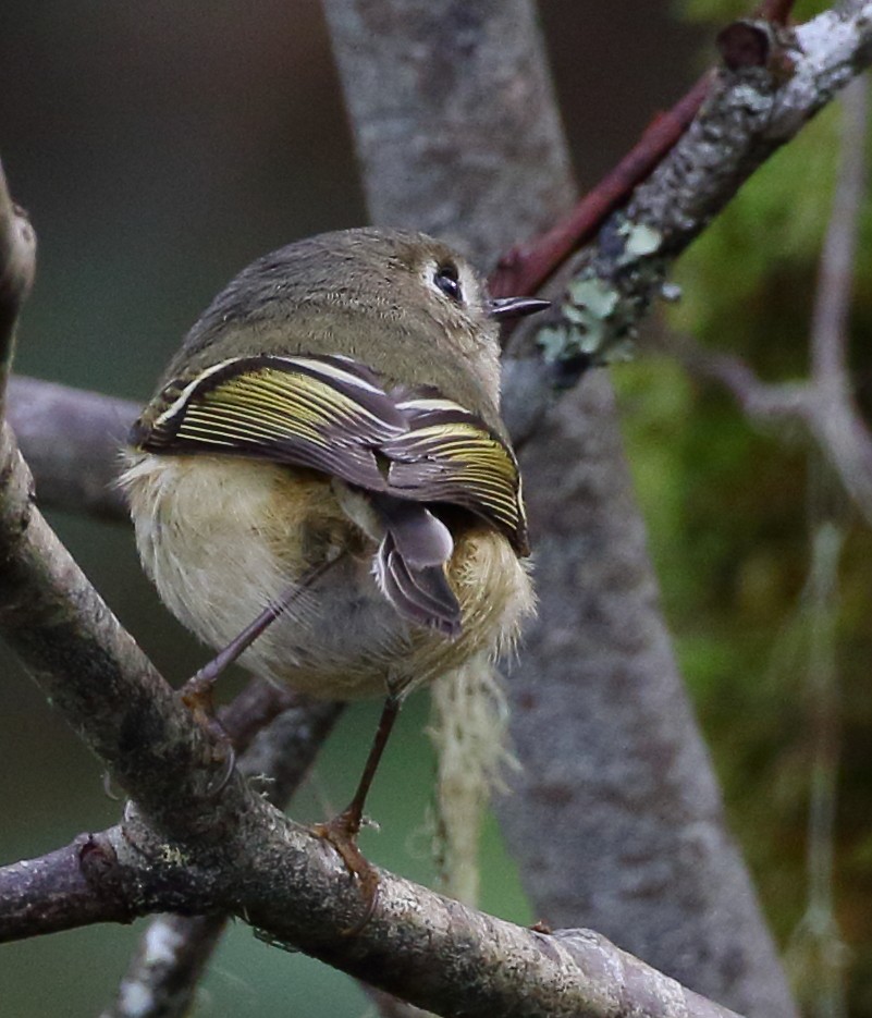 Ruby-crowned Kinglet - ML628494214