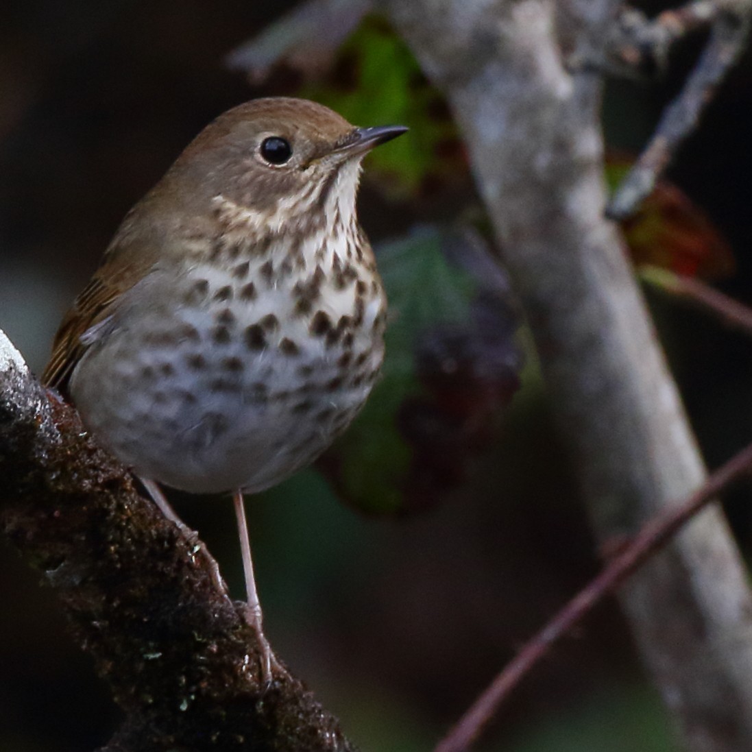 Hermit Thrush - ML628494293