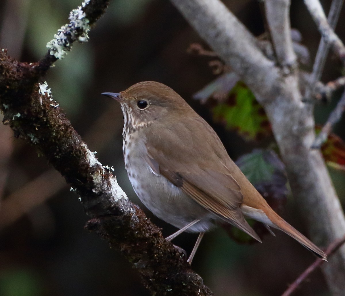 Hermit Thrush - ML628494304