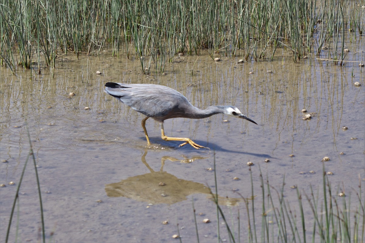 White-faced Heron - ML628494324