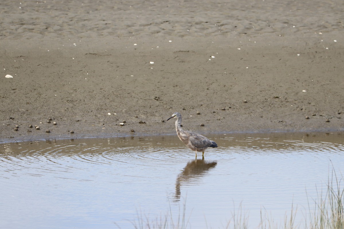 White-faced Heron - ML628494325