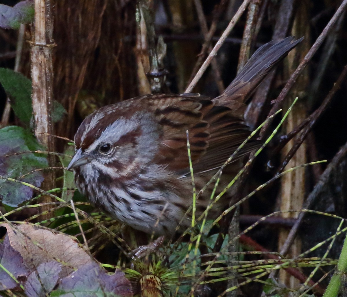 Song Sparrow - ML628494393