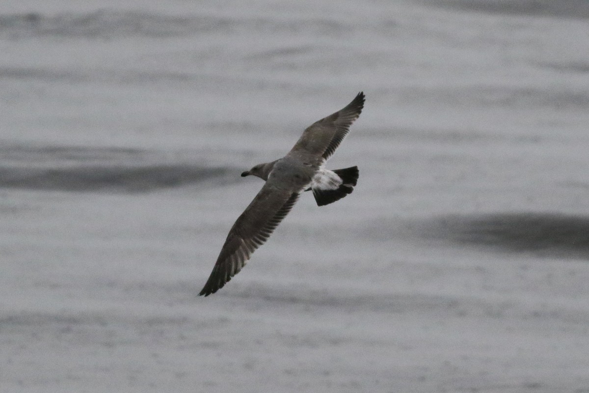 racek západní - ML628494396