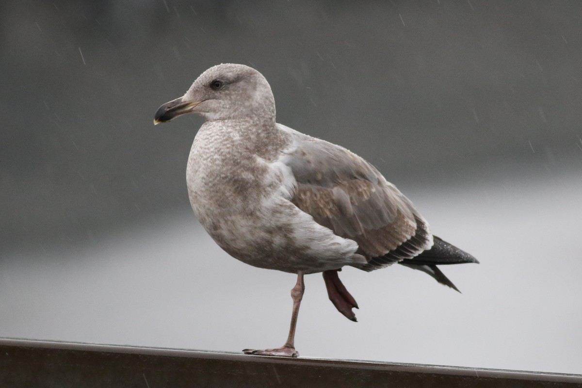 racek západní - ML628494397