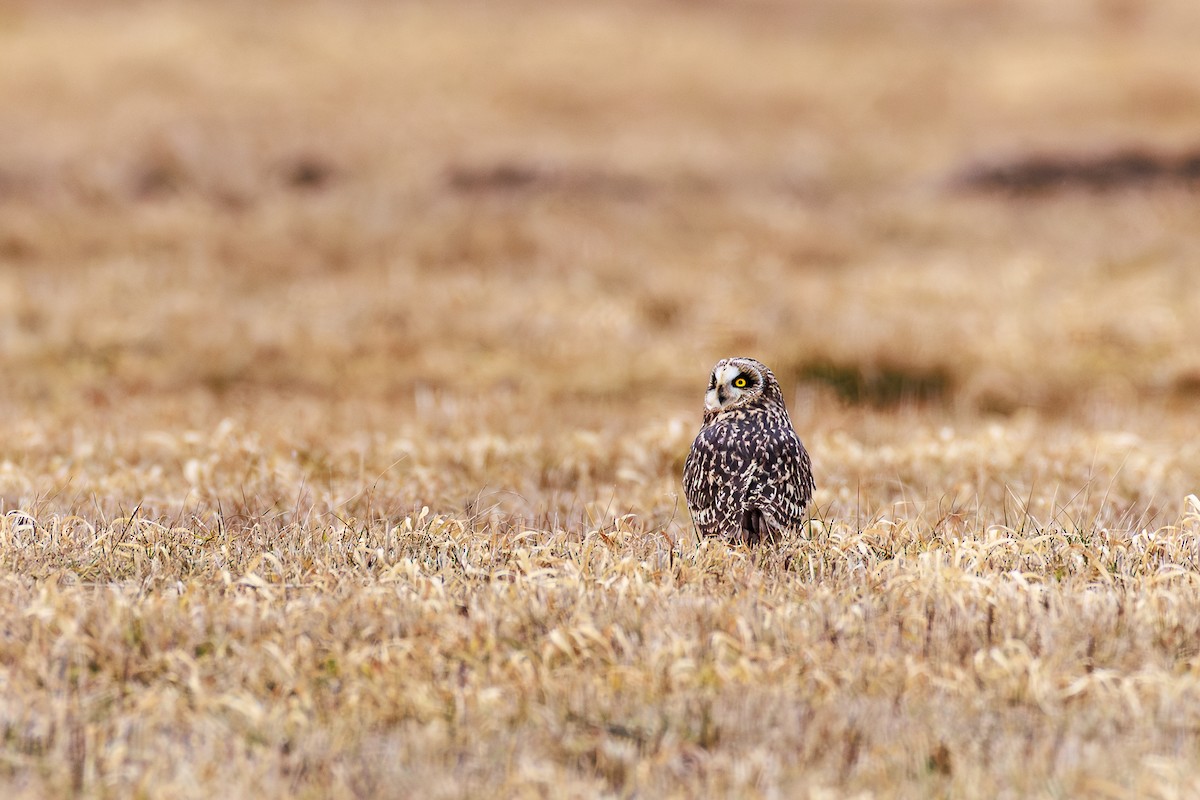 Short-eared Owl - ML628494430