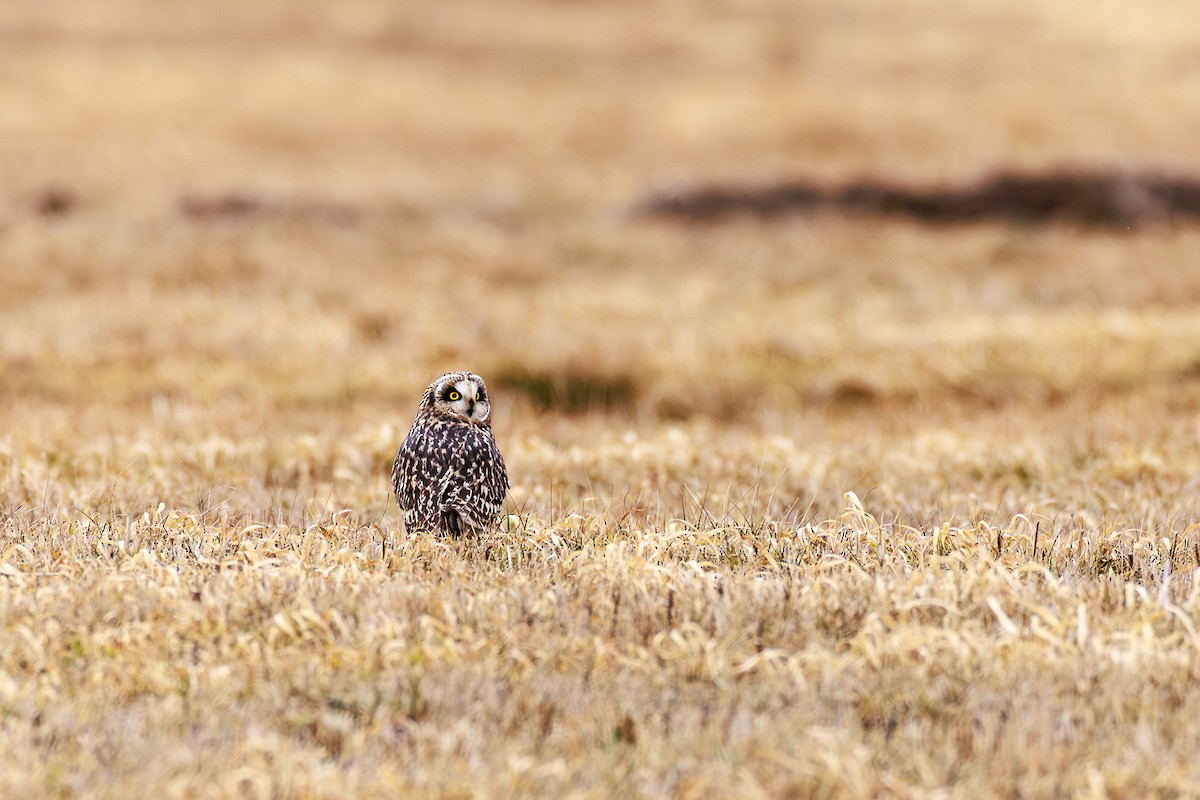Short-eared Owl - ML628494432