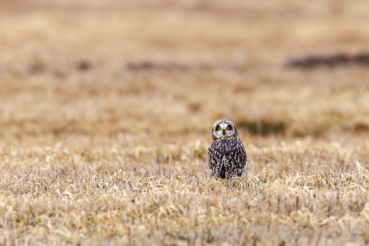 Short-eared Owl - ML628494433