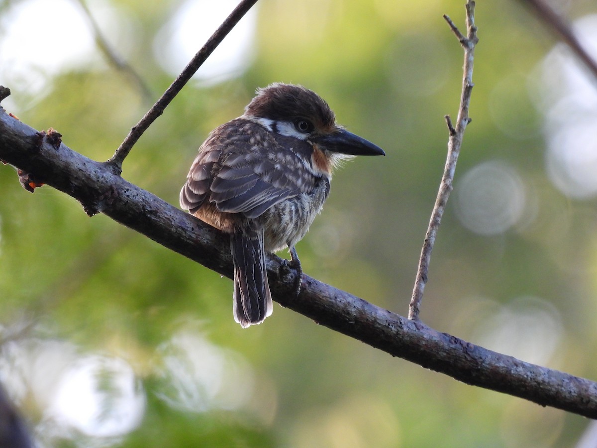 Russet-throated Puffbird - ML628494434