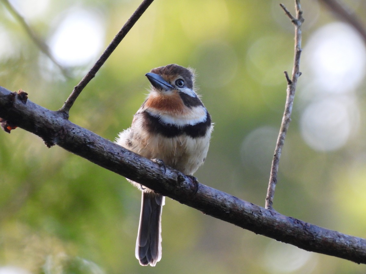 Russet-throated Puffbird - ML628494436